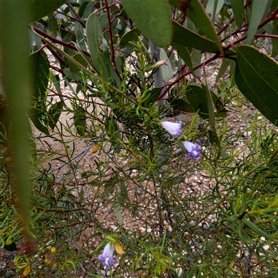 Eremophila gibsonii at Norseman, WA - 15 Sep 2024 by Paul4K