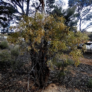 Santalum lanceolatum at Higginsville, WA by Paul4K