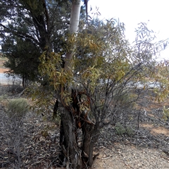 Unverified at suppressed - suppressed