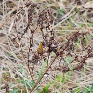 Philobota undescribed species near arabella at Symonston, ACT - 19 Oct 2024