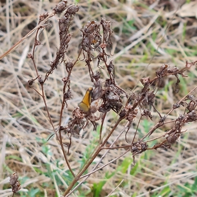 Philobota undescribed species near arabella (A concealer moth) at Symonston, ACT - 19 Oct 2024 by Mike