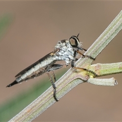 Cerdistus sp. (genus) (Slender Robber Fly) at Macgregor, ACT - 24 Oct 2024 by AlisonMilton