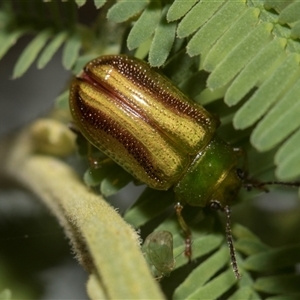 Calomela juncta at Macgregor, ACT - 24 Oct 2024 09:24 AM