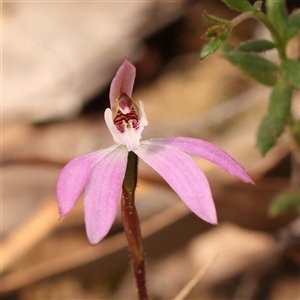 Caladenia fuscata at Acton, ACT - suppressed