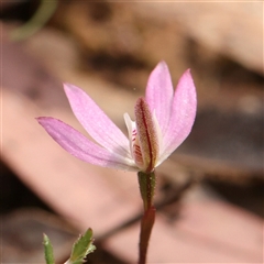 Caladenia fuscata at Acton, ACT - suppressed