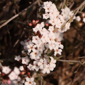 Leucopogon virgatus at Acton, ACT - 14 Sep 2024