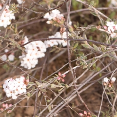 Leucopogon virgatus at Acton, ACT - 14 Sep 2024