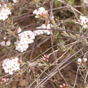 Leucopogon virgatus at Acton, ACT - 14 Sep 2024