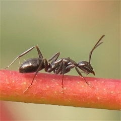 Camponotus sp. (genus) (A sugar ant) at Acton, ACT - 14 Sep 2024 by ConBoekel