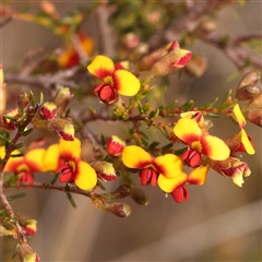 Dillwynia phylicoides (A Parrot-pea) at Acton, ACT - 14 Sep 2024 by ConBoekel