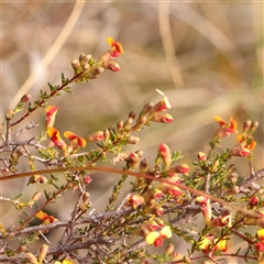 Dillwynia phylicoides at Acton, ACT - 14 Sep 2024