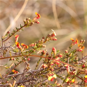 Dillwynia phylicoides at Acton, ACT - 14 Sep 2024