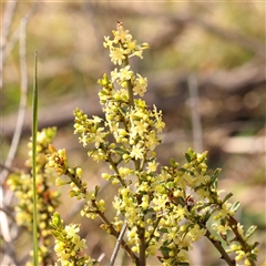 Phyllanthus occidentalis (Thyme Spurge) at O'Connor, ACT - 14 Sep 2024 by ConBoekel