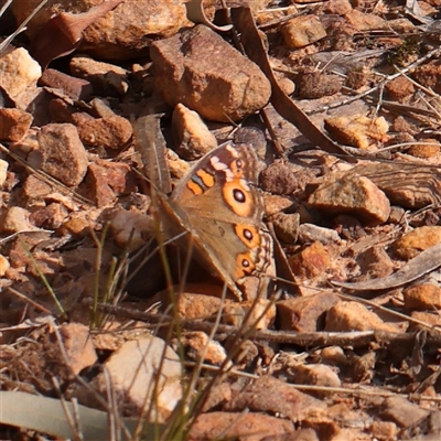 Junonia villida (Meadow Argus) at O'Connor, ACT - 14 Sep 2024 by ConBoekel