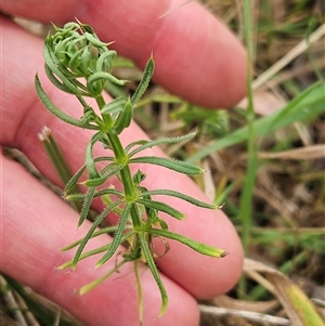 Galium aparine at Weetangera, ACT - 23 Oct 2024