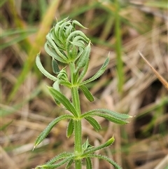 Galium aparine at Weetangera, ACT - 23 Oct 2024