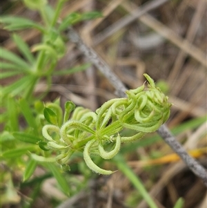 Galium aparine at Weetangera, ACT - 23 Oct 2024