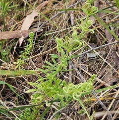 Galium aparine at Weetangera, ACT - 23 Oct 2024