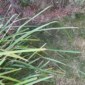 Lomandra longifolia at Isaacs, ACT - 24 Oct 2024