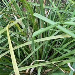 Lomandra longifolia at Isaacs, ACT - 24 Oct 2024 05:38 PM