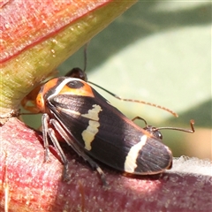 Eurymeloides pulchra (Gumtree hopper) at O'Connor, ACT - 14 Sep 2024 by ConBoekel