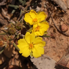 Hibbertia calycina (Lesser Guinea-flower) at O'Connor, ACT - 14 Sep 2024 by ConBoekel