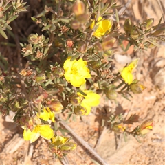 Hibbertia calycina at O'Connor, ACT - 14 Sep 2024 10:48 AM