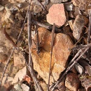 Cerdistus sp. (genus) at O'Connor, ACT - 14 Sep 2024