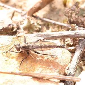 Cerdistus sp. (genus) at O'Connor, ACT - 14 Sep 2024