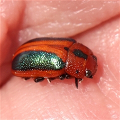 Calomela curtisi (Acacia leaf beetle) at Bruce, ACT - 14 Sep 2024 by ConBoekel