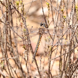 Hemicordulia tau at Acton, ACT - 14 Sep 2024