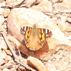 Vanessa kershawi (Australian Painted Lady) at Acton, ACT - 14 Sep 2024 by ConBoekel