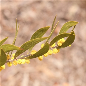 Acacia lanigera var. lanigera at Acton, ACT - 14 Sep 2024