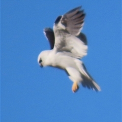 Elanus axillaris (Black-shouldered Kite) at Bywong, NSW - 24 Oct 2024 by lbradley