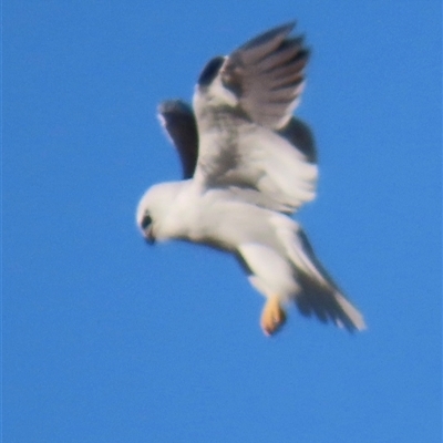 Elanus axillaris (Black-shouldered Kite) at Bywong, NSW - 24 Oct 2024 by lbradley