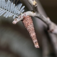 Conoeca or Lepidoscia (genera) IMMATURE (Unidentified Cone Case Moth larva, pupa, or case) at Macgregor, ACT - 24 Oct 2024 by AlisonMilton