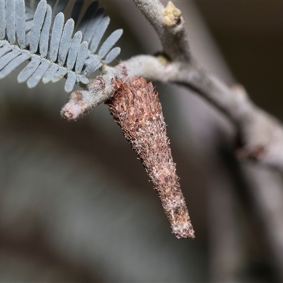 Conoeca or Lepidoscia (genera) IMMATURE (Unidentified Cone Case Moth larva, pupa, or case) at Macgregor, ACT - 23 Oct 2024 by AlisonMilton