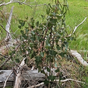 Brachychiton populneus subsp. populneus at Weetangera, ACT - 23 Oct 2024