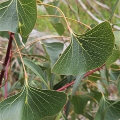 Brachychiton populneus subsp. populneus at Weetangera, ACT - 23 Oct 2024