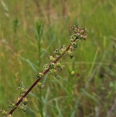 Acaena x ovina (Sheep's Burr) at Weetangera, ACT - 23 Oct 2024 by sangio7