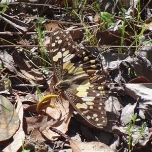 Papilio demoleus at Paddys River, ACT - 24 Oct 2024 09:56 AM