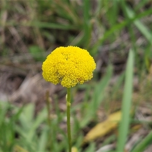 Craspedia variabilis at Weetangera, ACT - 23 Oct 2024