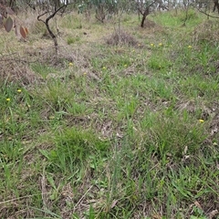 Craspedia variabilis at Weetangera, ACT - 23 Oct 2024