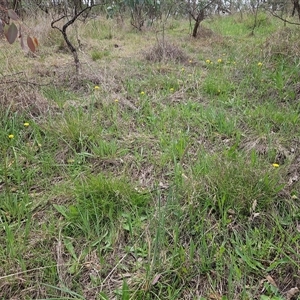 Craspedia variabilis at Weetangera, ACT - 23 Oct 2024