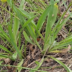 Craspedia variabilis at Weetangera, ACT - 23 Oct 2024