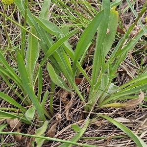 Craspedia variabilis at Weetangera, ACT - 23 Oct 2024