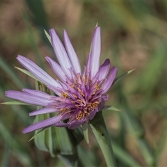 Tragopogon porrifolius subsp. porrifolius (Salsify, Oyster Plant) at Macgregor, ACT - 24 Oct 2024 by AlisonMilton