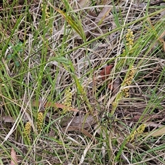 Lomandra filiformis subsp. filiformis at Weetangera, ACT - 23 Oct 2024