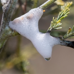 Aphrophorinae (subfamily) at Macgregor, ACT - 24 Oct 2024