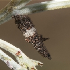 Conoeca or Lepidoscia (genera) IMMATURE (Unidentified Cone Case Moth larva, pupa, or case) at Macgregor, ACT - 24 Oct 2024 by AlisonMilton